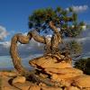 Tortuous tree growing from rocky ground