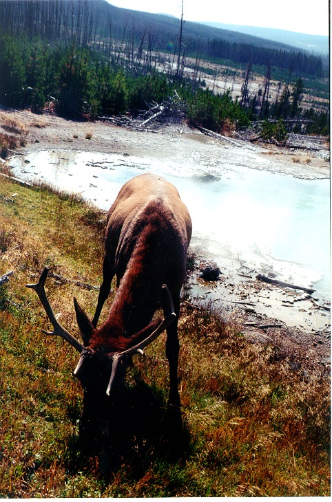 elk