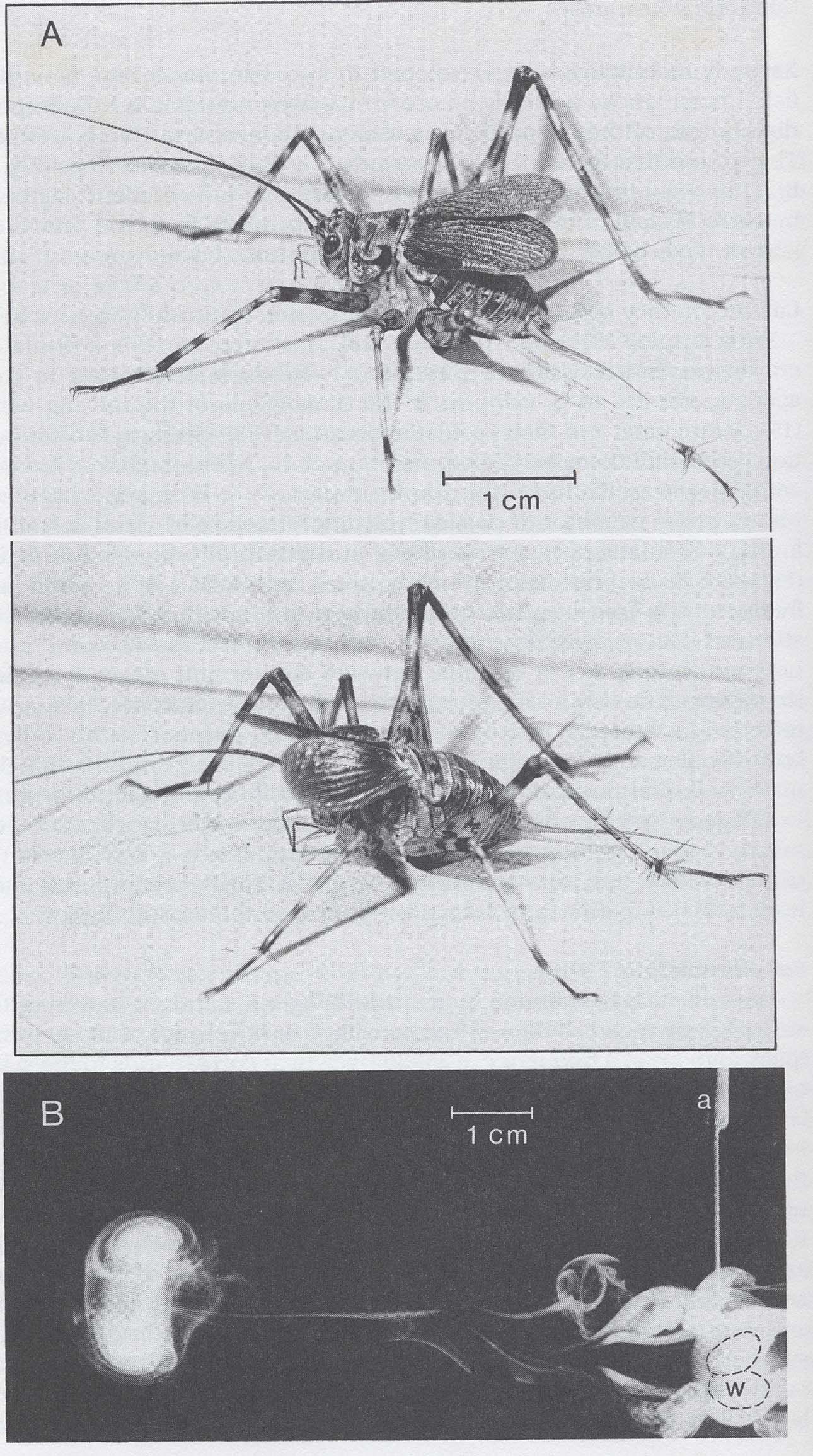 Crickets blast each other with tauroids to communicate