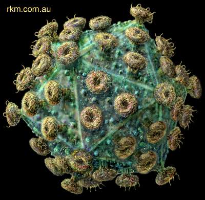 HIV virus